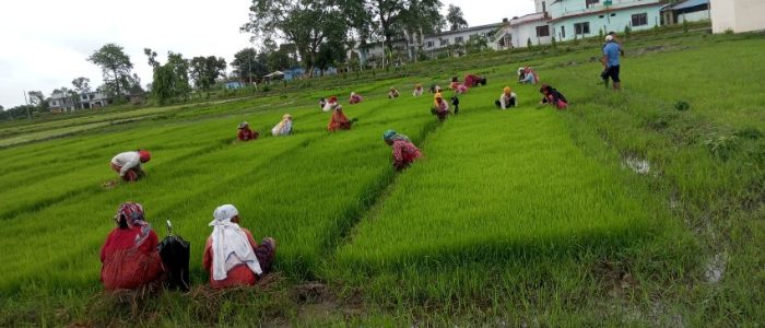 रोपाइको लागी बीउ उखेल्दै